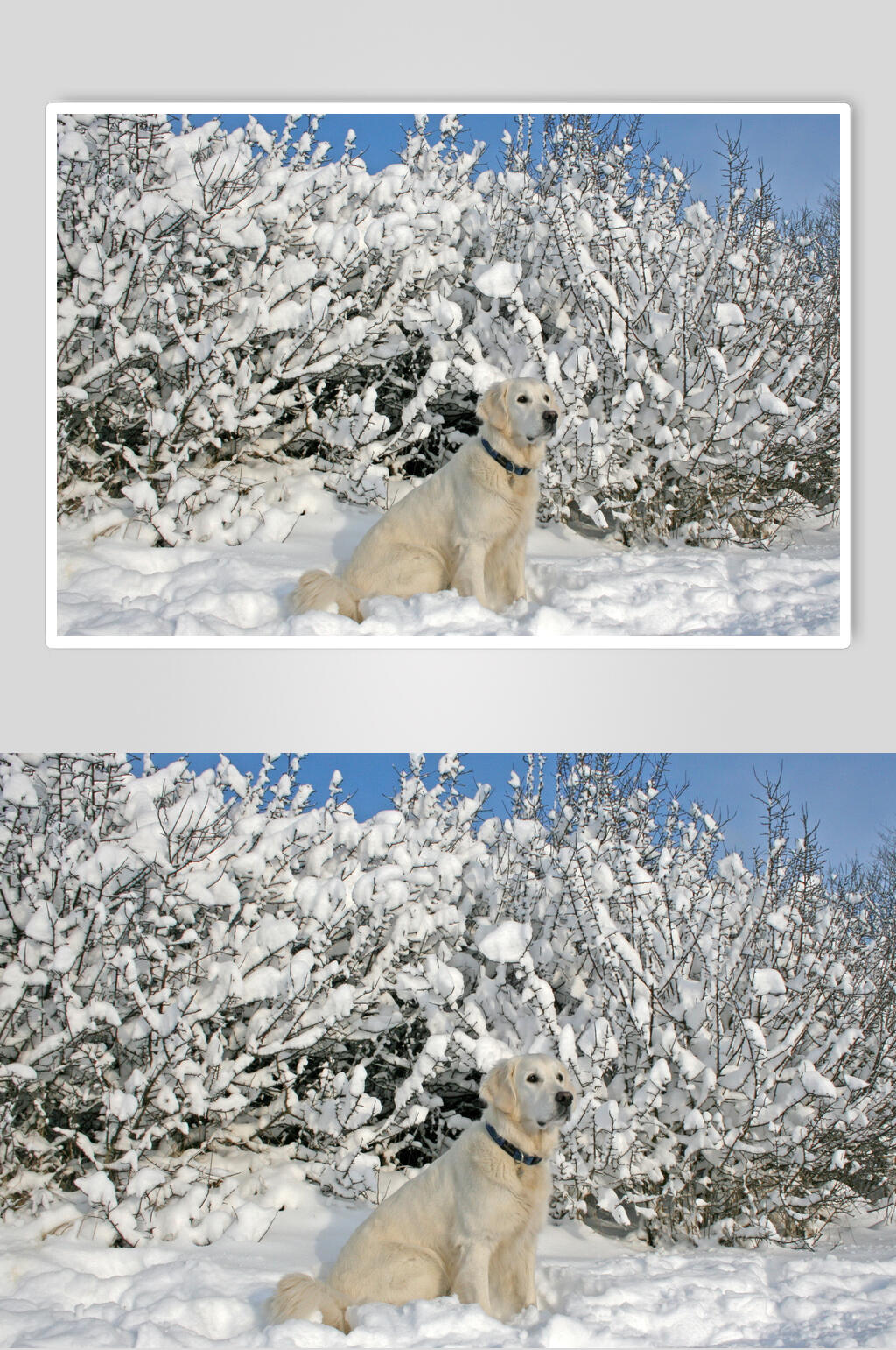 大气下雪狗狗可爱动物图片素材