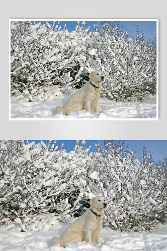 大气下雪狗狗可爱动物图片