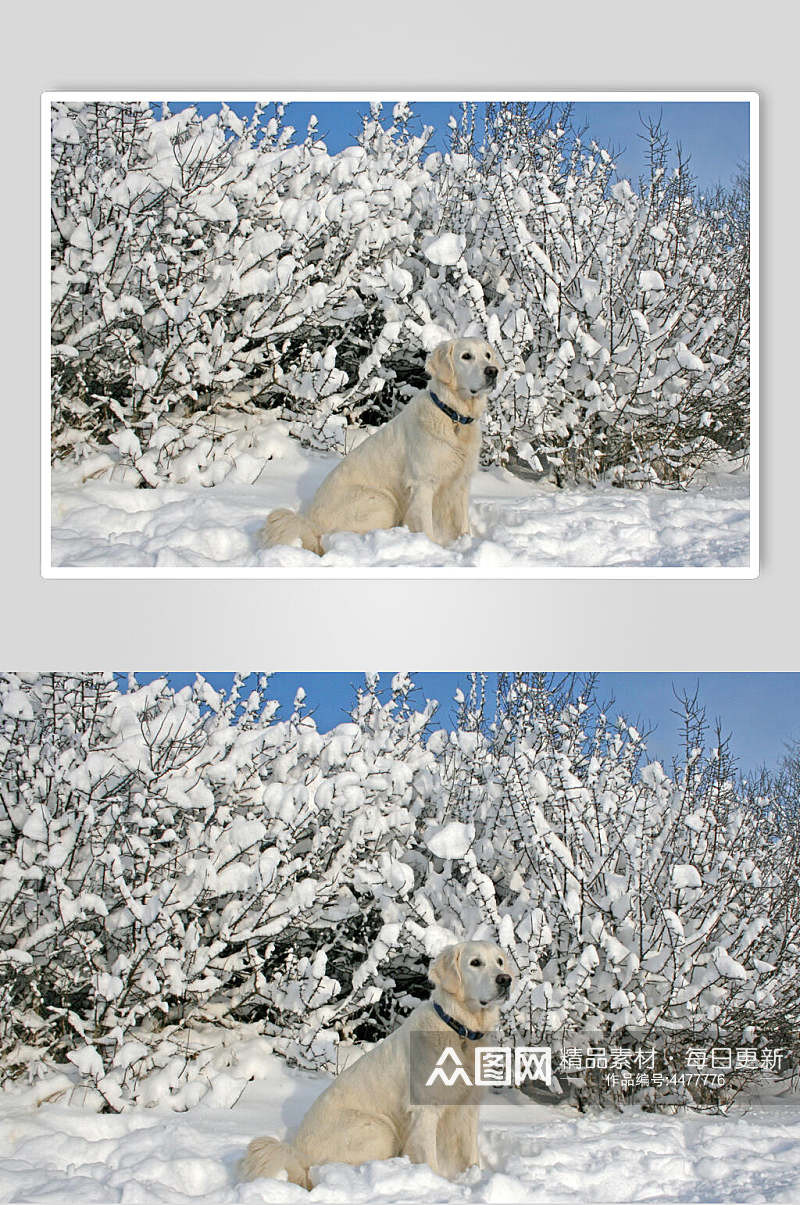 大气下雪狗狗可爱动物图片素材