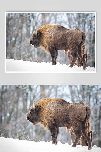 雪天野牛动物形态摄影图