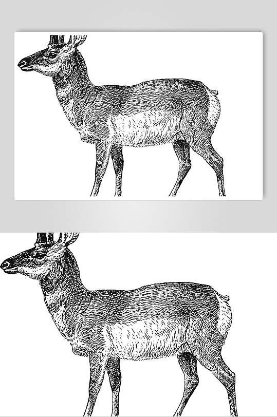 山鹿动物素描手绘矢量素材