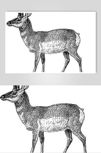 山鹿动物素描手绘矢量素材