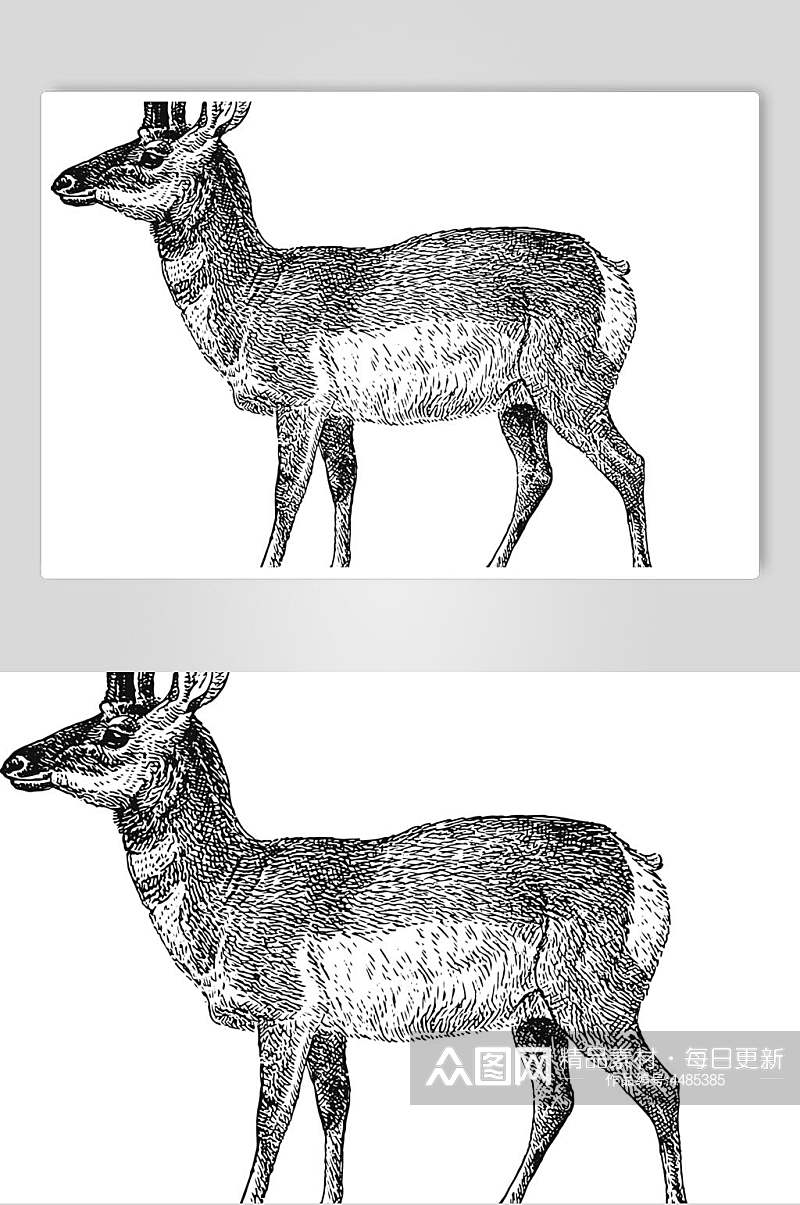 山鹿动物素描手绘矢量素材素材