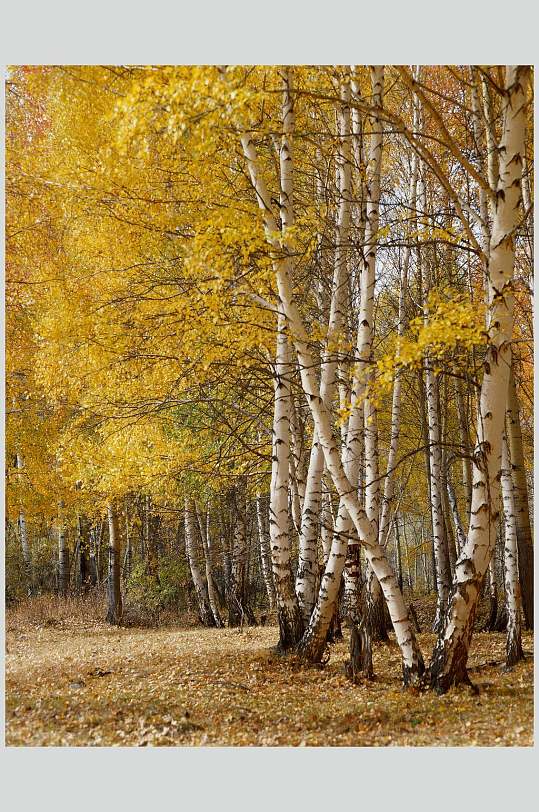 黄灰色树林大自然风光摄影图