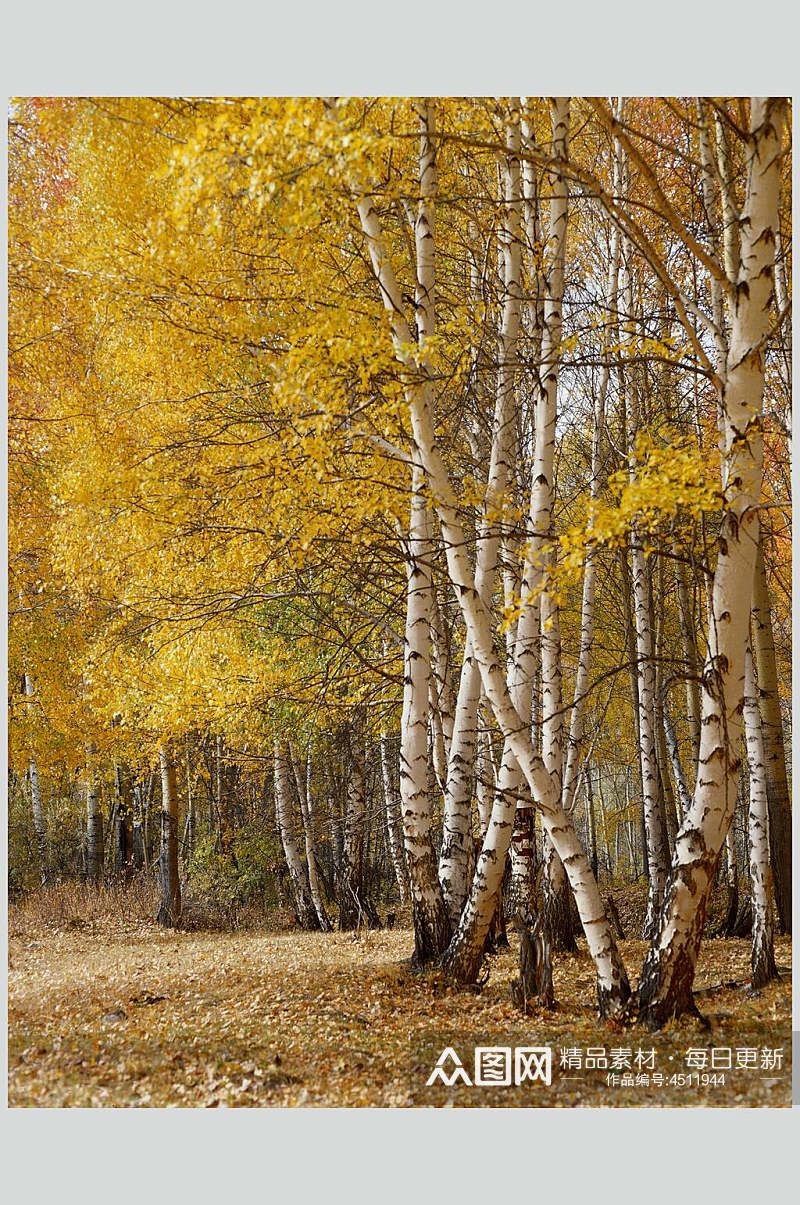 黄灰色树林大自然风光摄影图素材