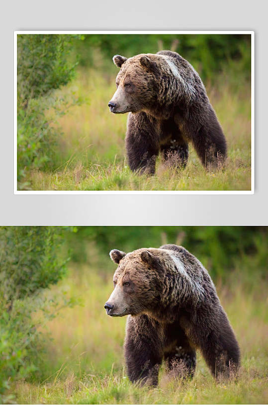 大狗熊动物形态摄影图