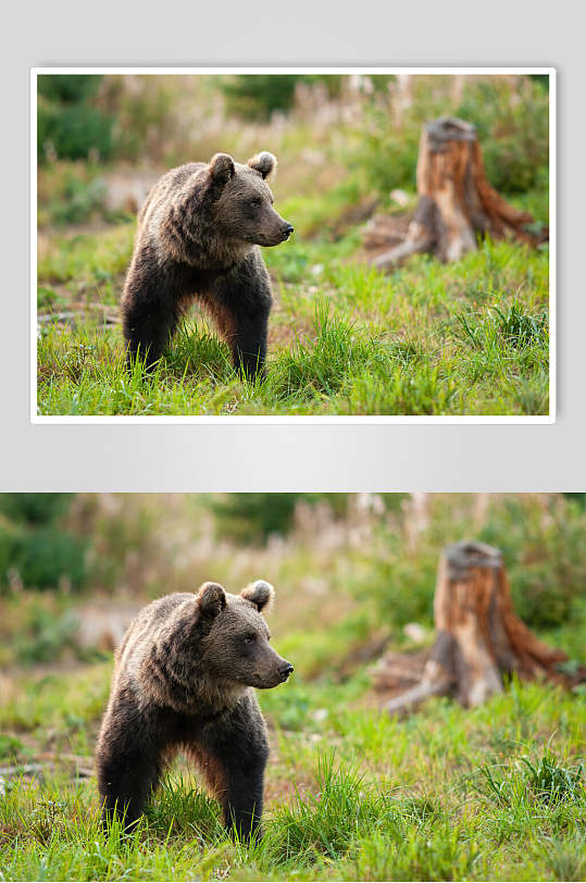 狗熊动物形态摄影图