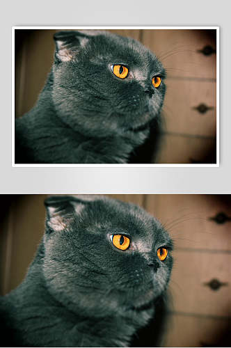 可爱蓝猫橘色眼睛动物图片