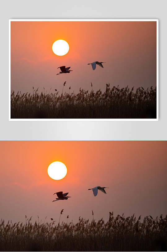 飞鸟红日芦苇动物形态摄影图