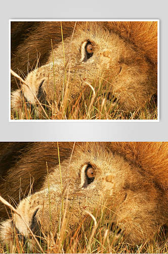 狮子怼脸拍可爱动物图片