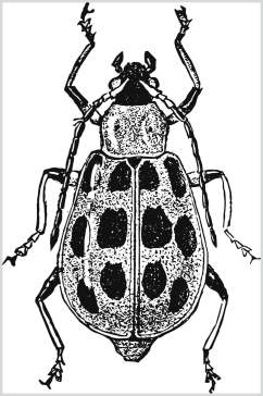 昆虫黑色清新动物素描手绘矢量素材