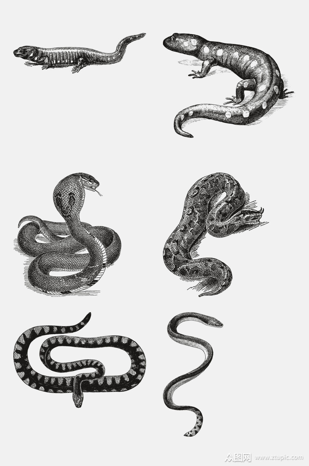 爬行动物动物昆虫素描手绘免抠素材素材