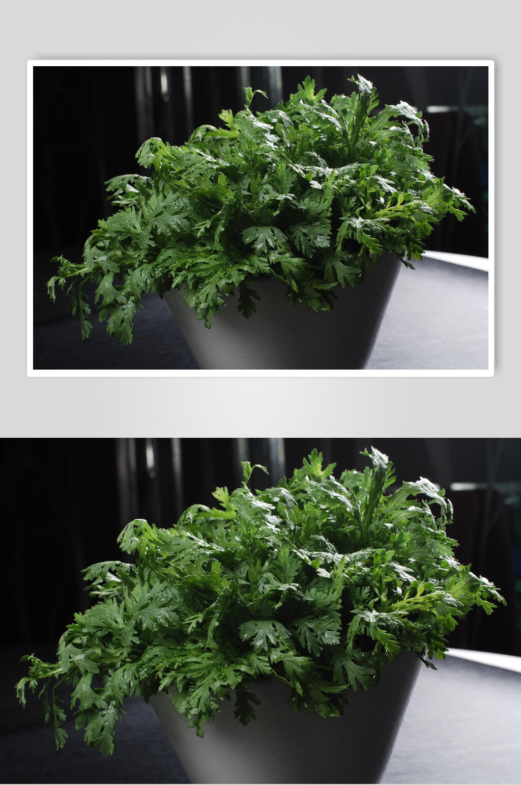新鲜茼蒿摄影图片素材