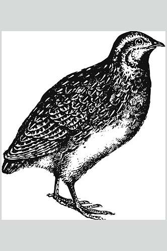 小鸟黑色简约动物素描手绘矢量素材