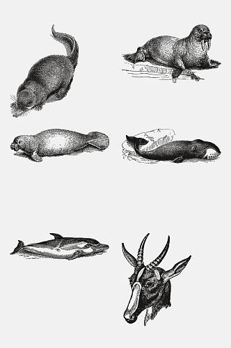 海豹羚羊动物昆虫素描手绘免抠素材