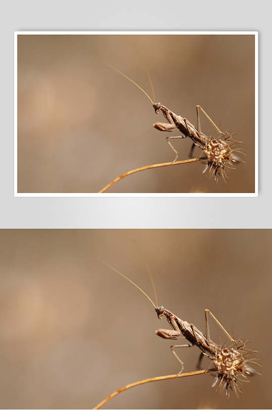 创意螳螂可爱动物图片