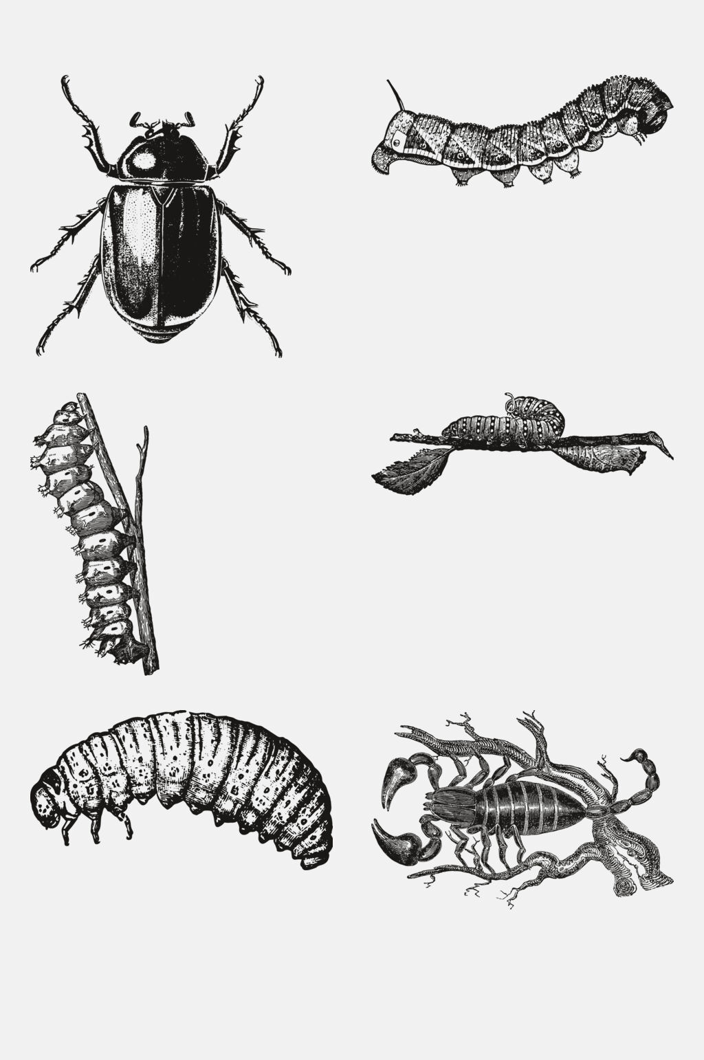 毛毛虫黑动物昆虫素描手绘免抠素材