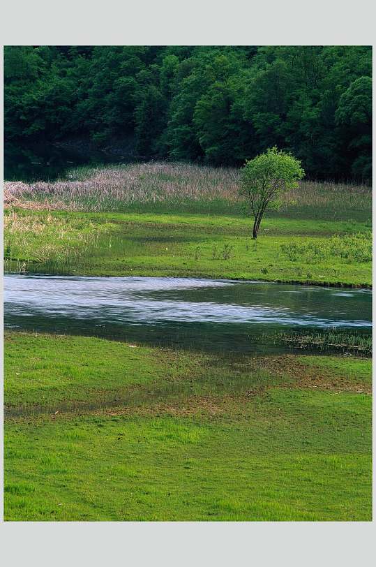 草坪树木大自然风光摄影图
