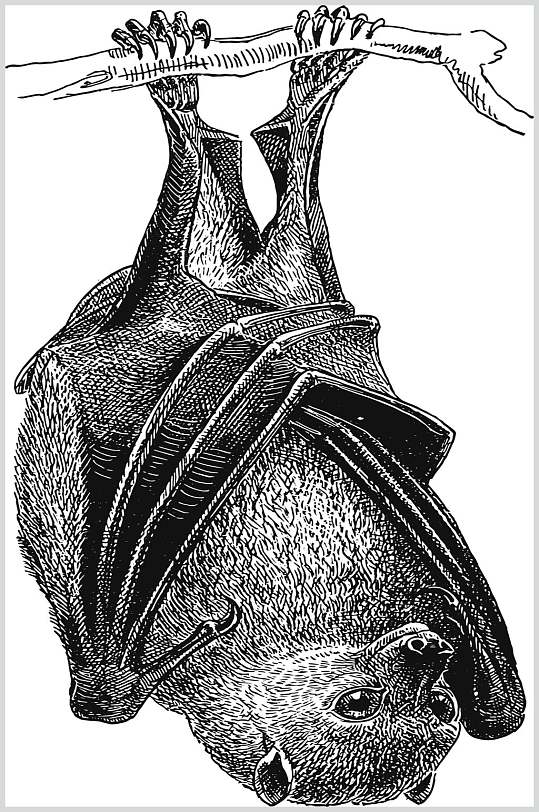 素描手绘倒立挂树蝙蝠动物矢量素材