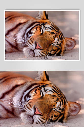 闭目老虎可爱动物图片