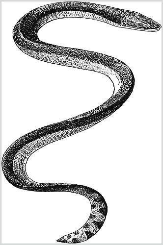 蛇黑色简约风动物素描手绘矢量素材
