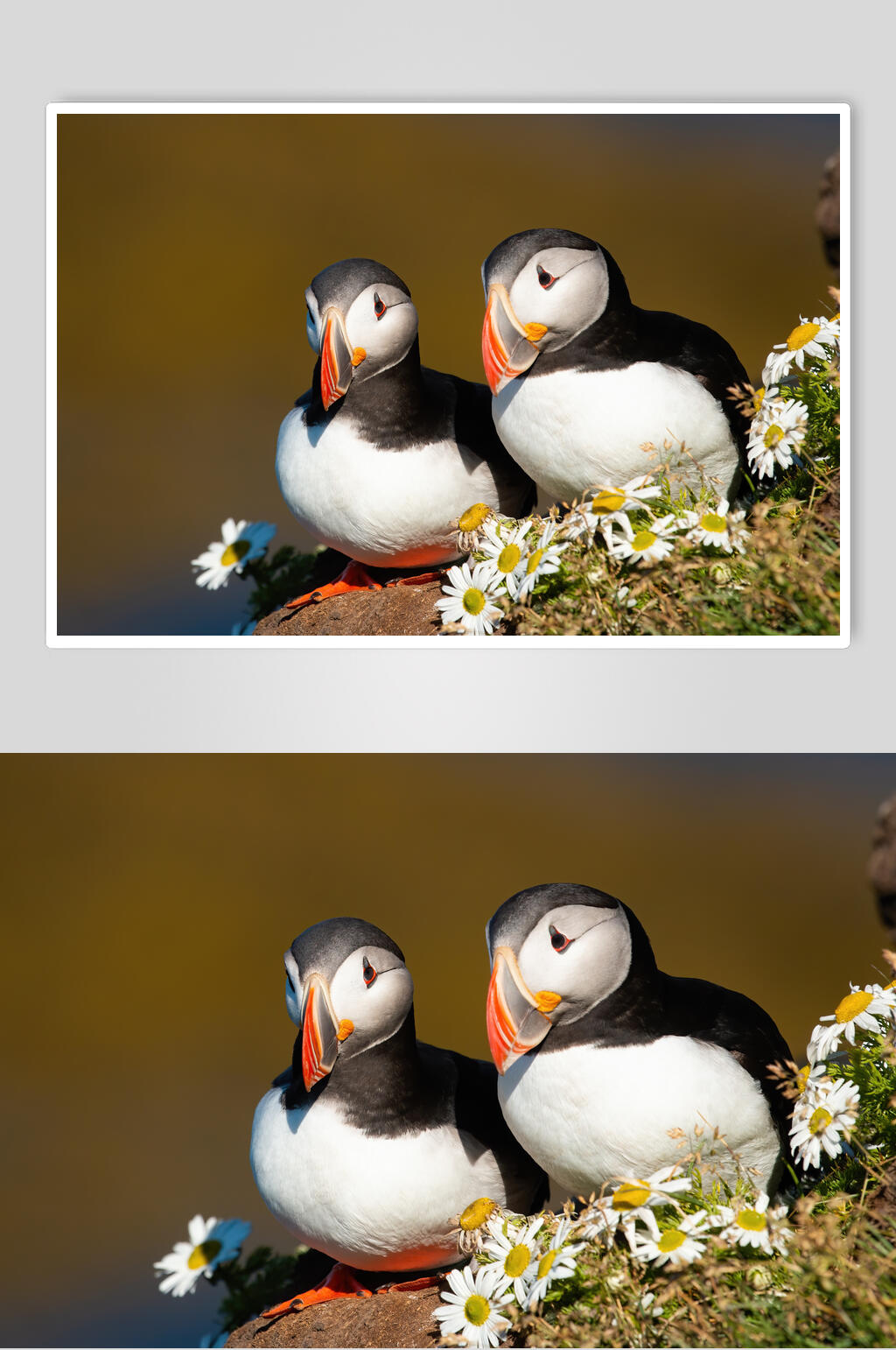 两只鸟动物形态摄影图素材