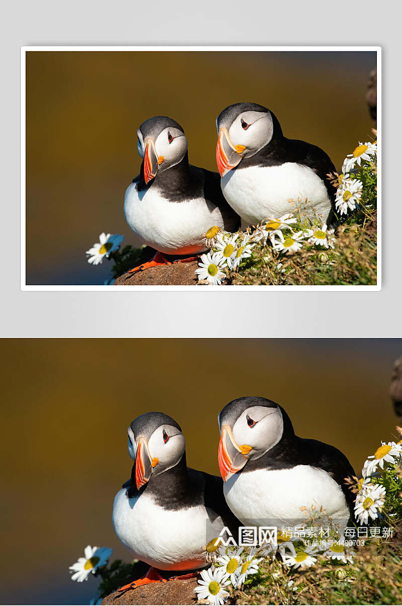 两只鸟动物形态摄影图素材