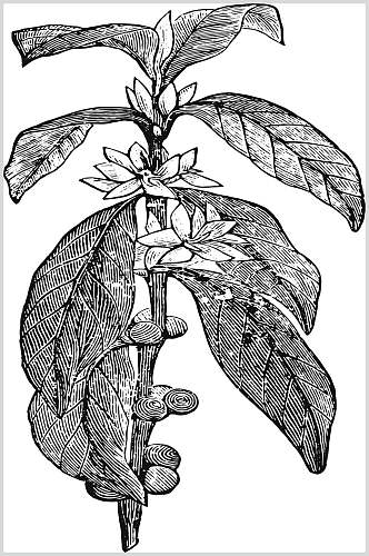 树枝黑色简约植物花卉手绘矢量素材