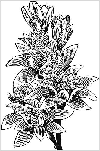 简约黑色典雅植物花卉手绘矢量素材