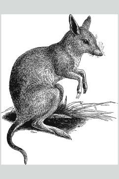 袋鼠黑色简约动物素描手绘矢量素材