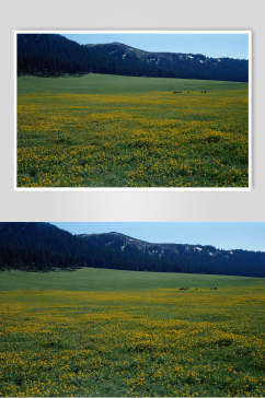 绿色草地黄色小花大自然风光摄影图