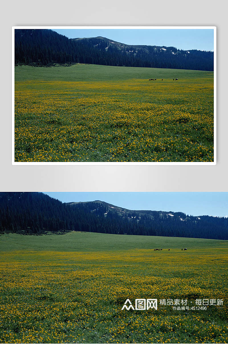 绿色草地黄色小花大自然风光摄影图素材