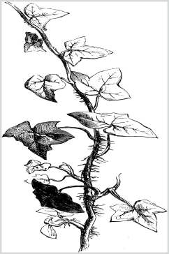 简约黑色手绘清新线稿植物矢量素材