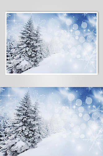 雪松松树冬季雪景自然风光图片