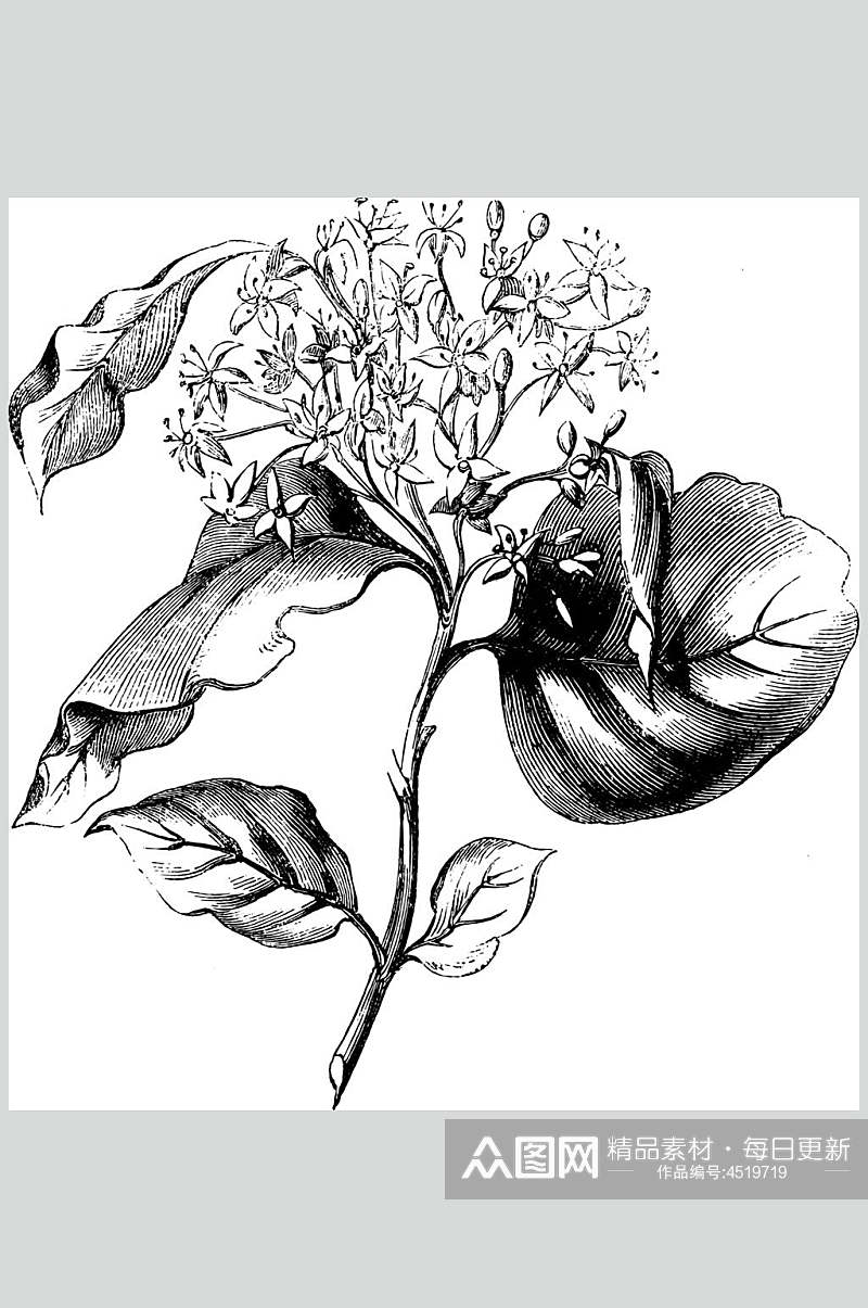 叶子花朵黑色唯美线稿植物矢量素材素材