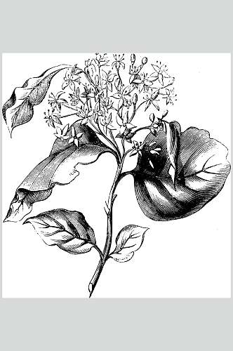 叶子花朵黑色唯美线稿植物矢量素材