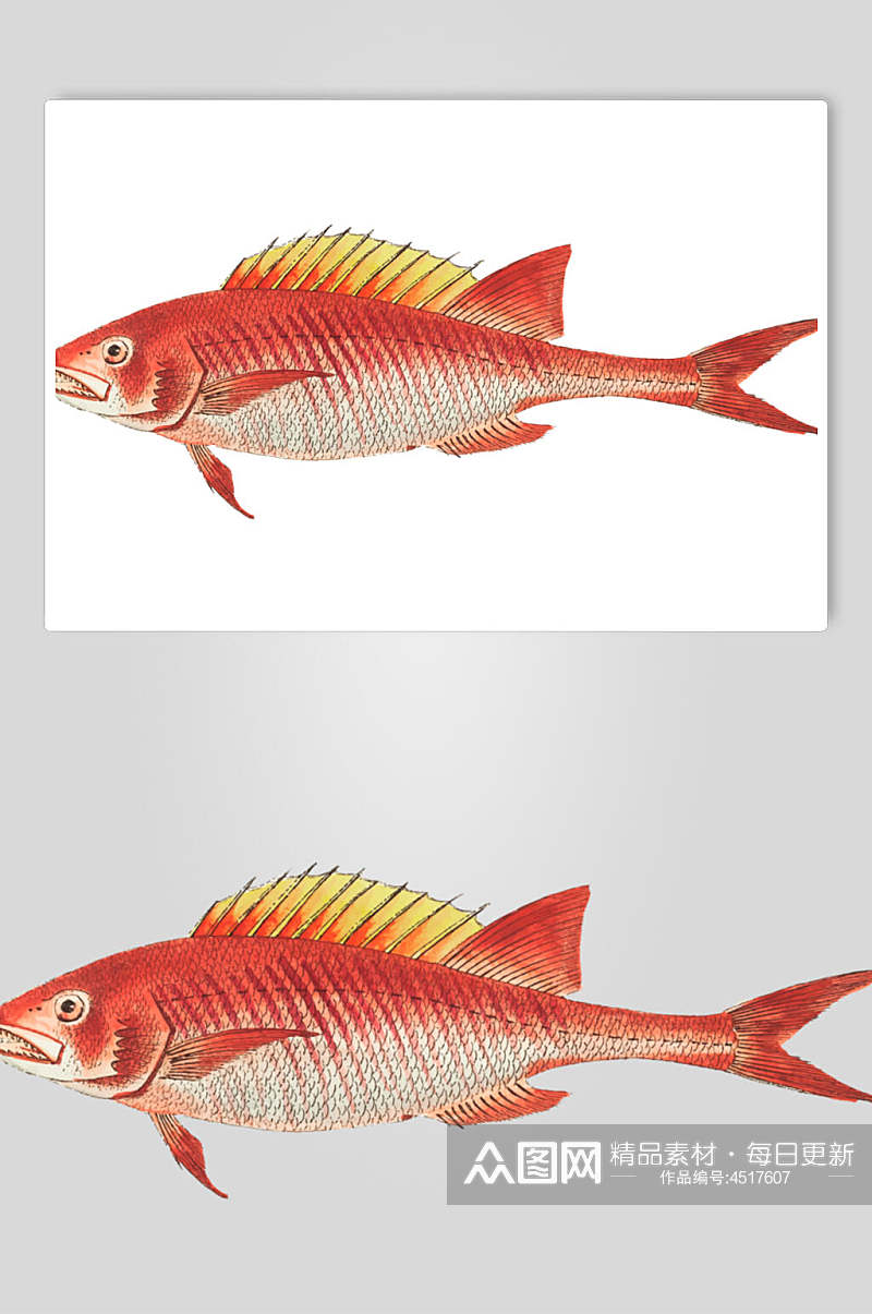 红色手绘复古鱼类矢量素材素材