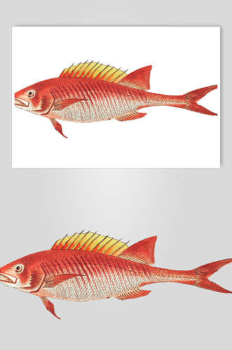 红色手绘复古鱼类矢量素材
