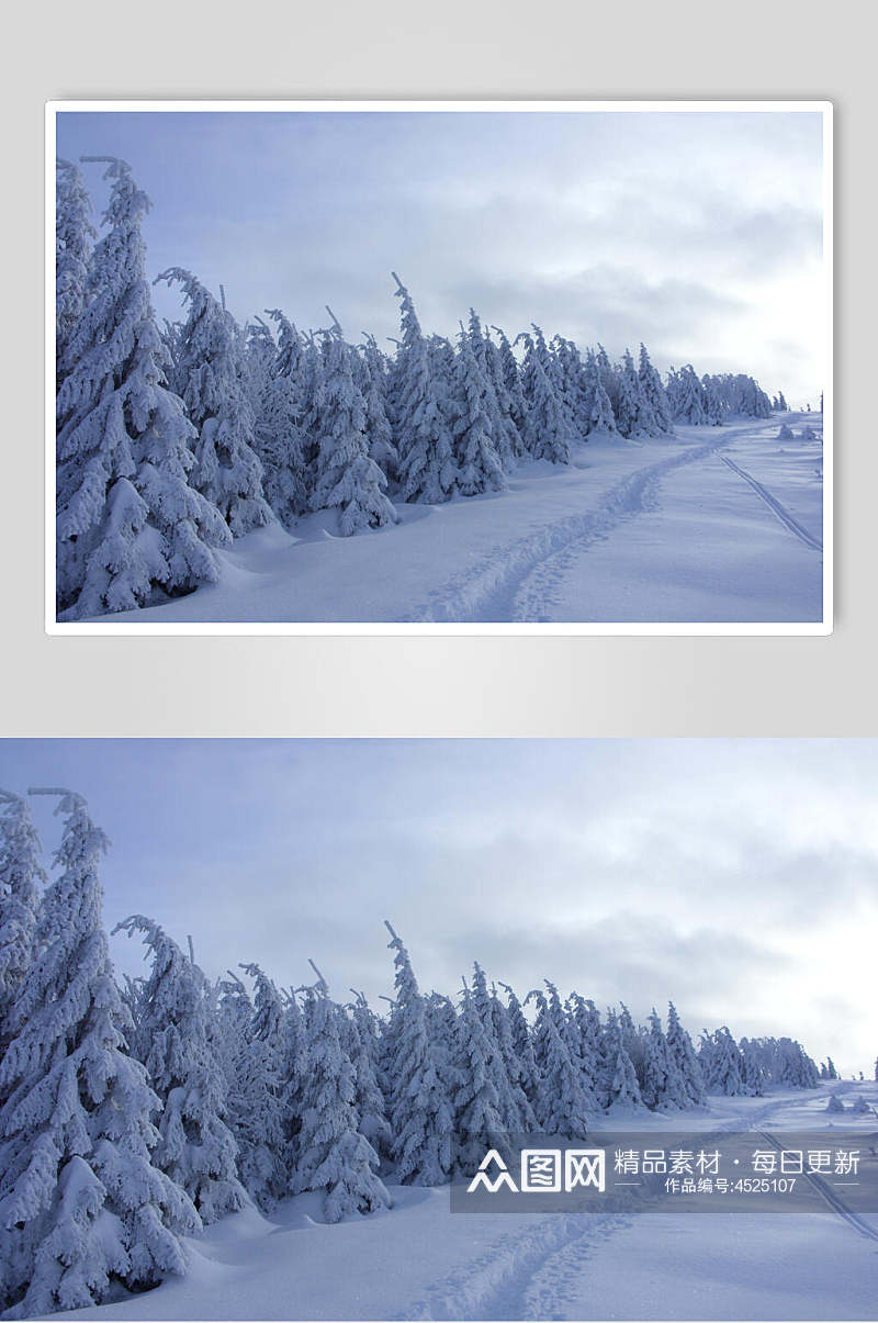 雪树冬季雪景自然风光图片素材