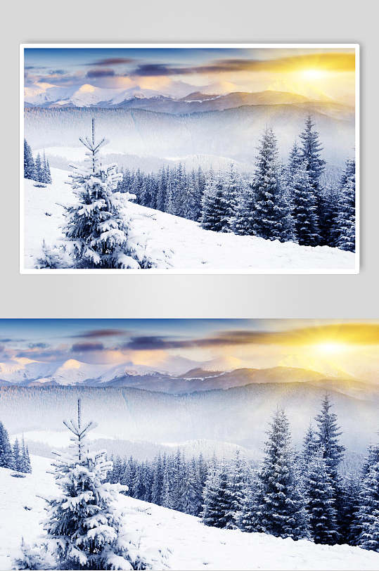 冬季雪松雪景自然风光图片