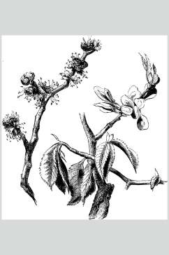 树枝黑色手绘简约线稿植物矢量素材