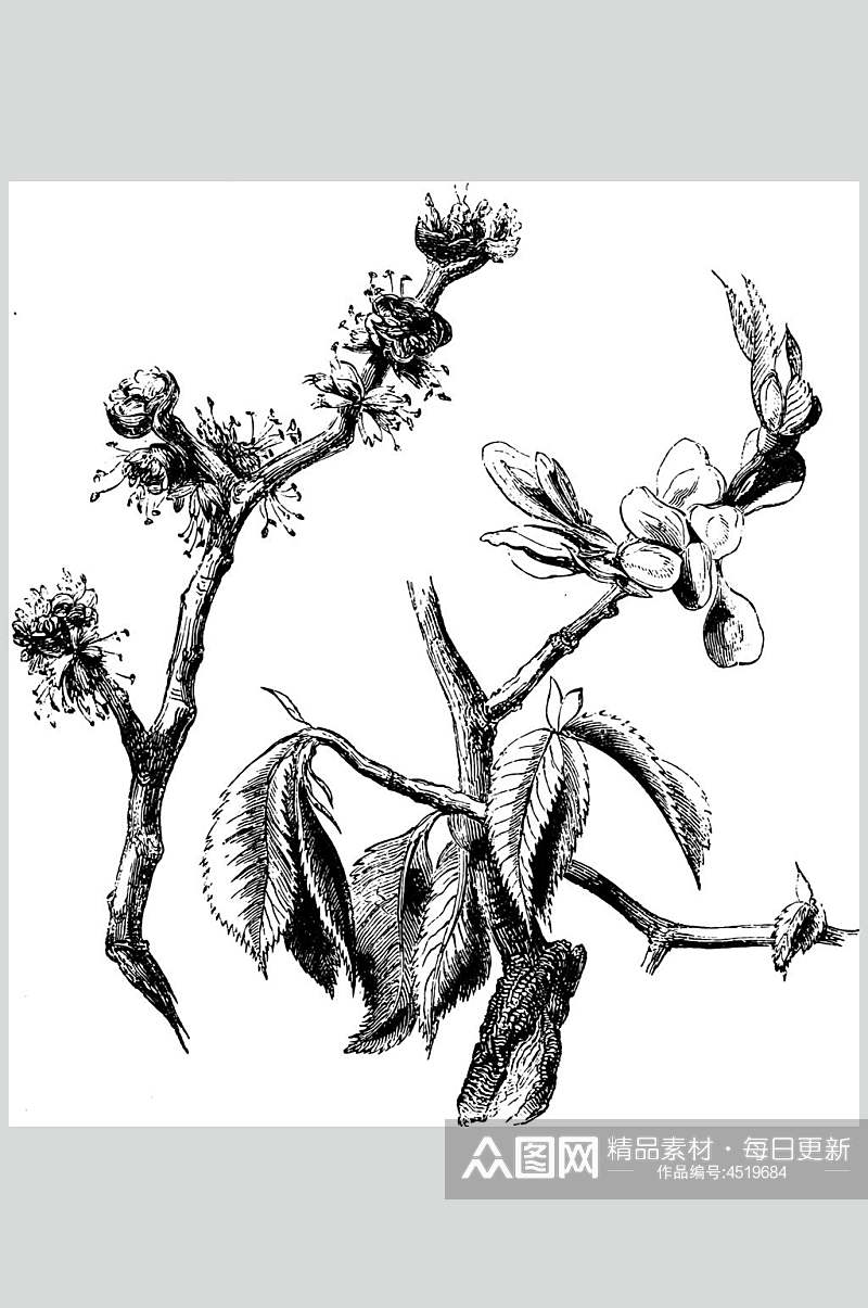 树枝黑色手绘简约线稿植物矢量素材素材
