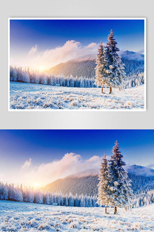 实景雪松冬季雪景自然风光图片