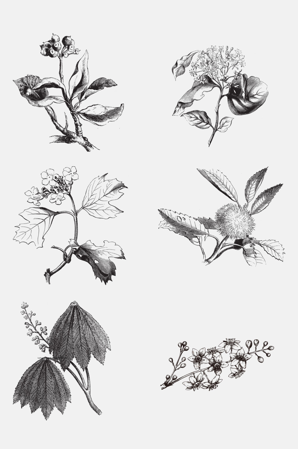 花朵叶子灰色线稿植物免抠素材素材