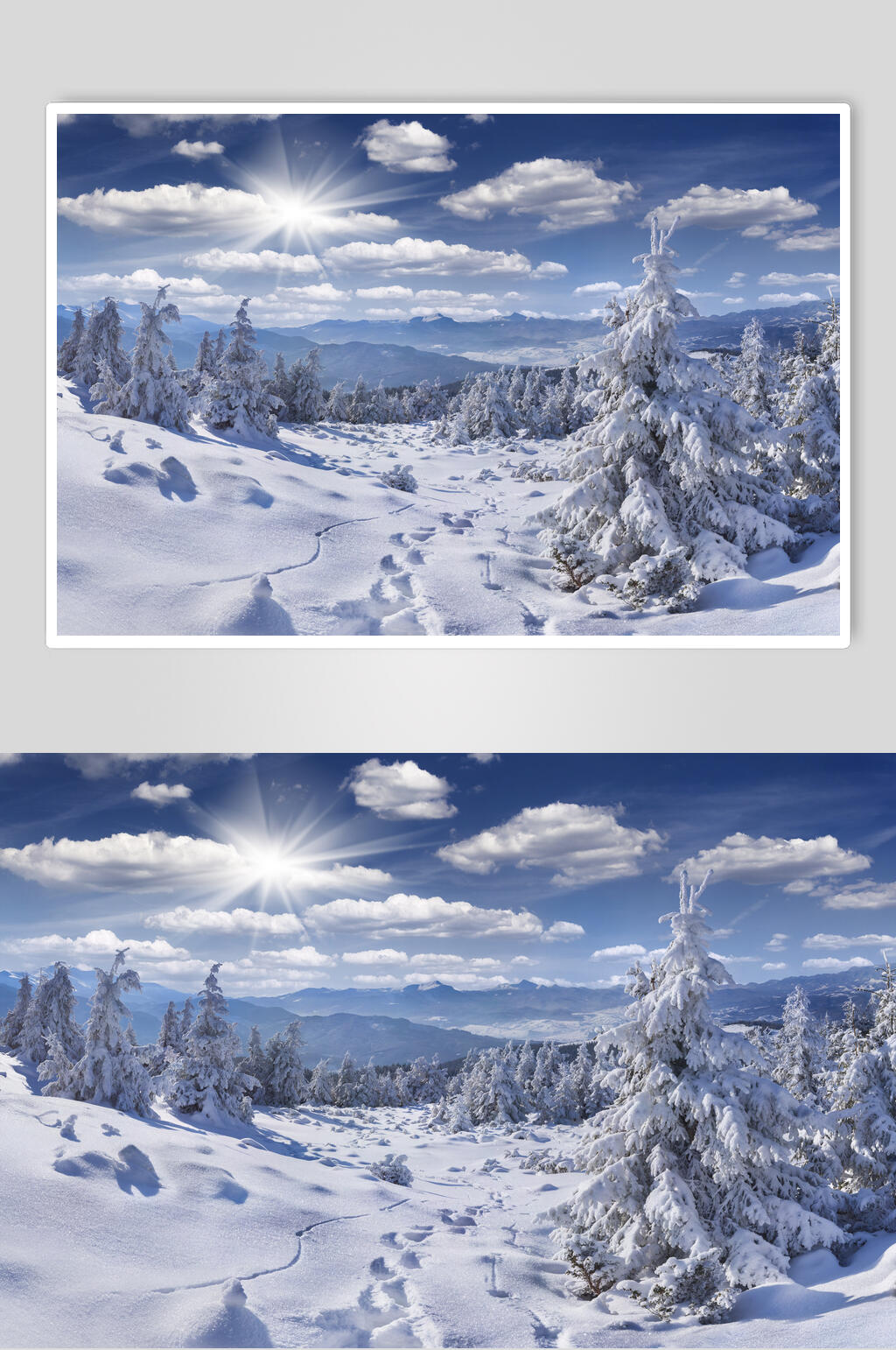 雪地雪花雪松冬季雪景自然风光图片素材