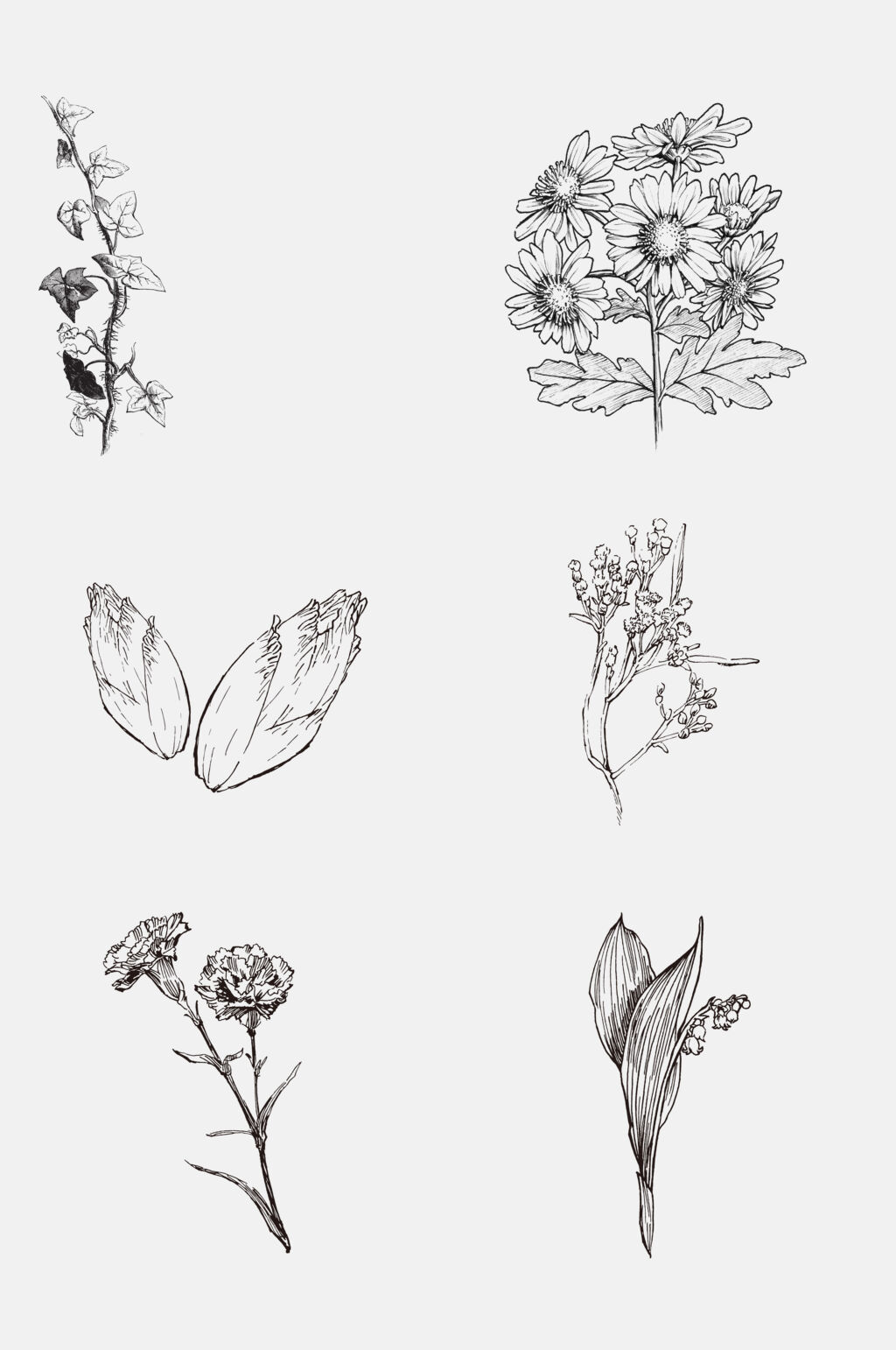 叶子花朵灰色线稿植物免抠素材素材