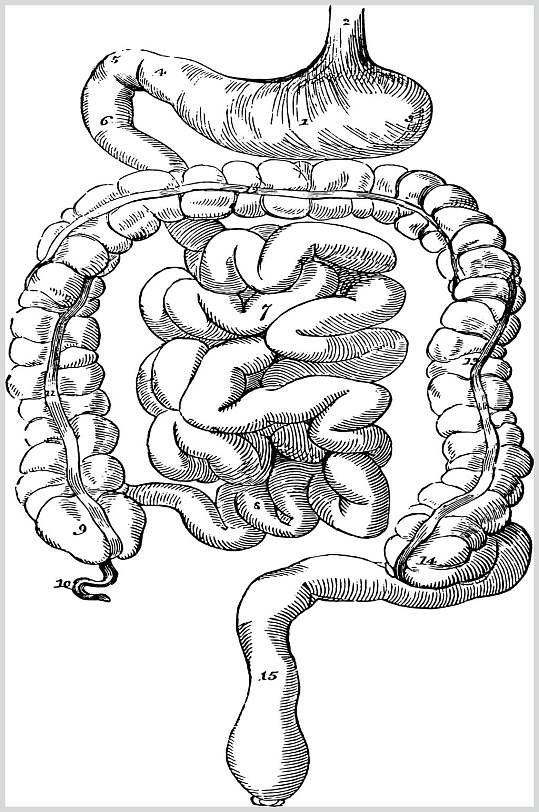 黑白大肠十二指肠复古医学矢量素材