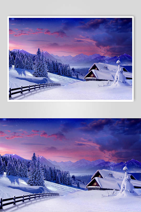 实景雪松雪地冬季雪景自然风光图片