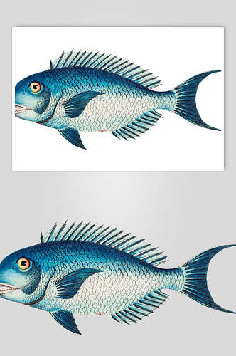 蓝色手绘小鱼清新复古鱼类矢量素材