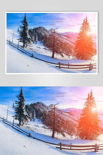 雪地松树冬季雪景自然风光图片
